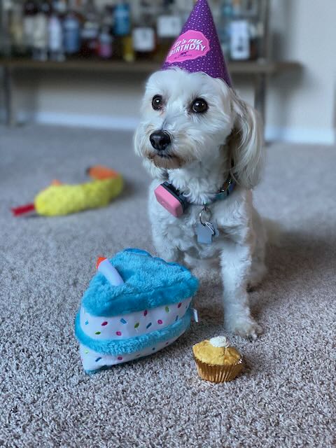 Luna, havanese dog